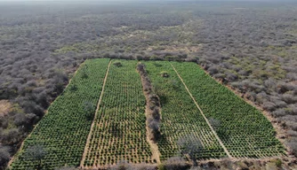 Hectares de plantação de maconha descoberta na operação Dom Inocêncio