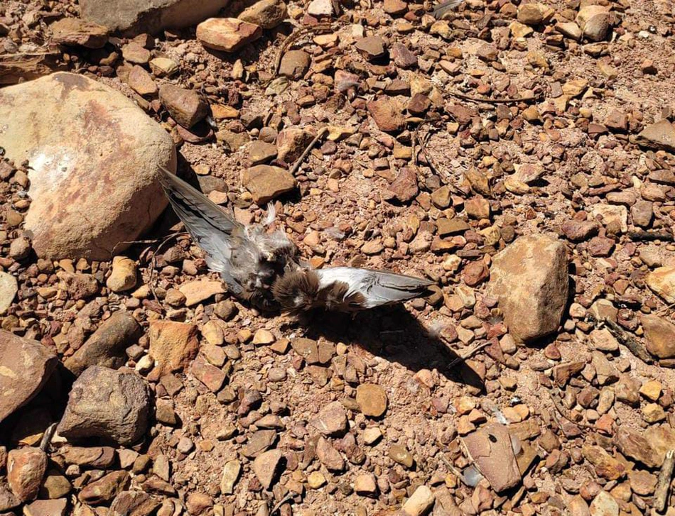 Aves mortas são encontradas na cidade de Milton Brandão.