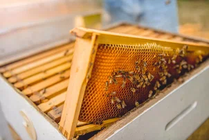 Piauí exportou US$ 29,3 milhões em mel orgânico em 2022