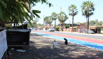 Abandono de gatos na Avenida Marechal Castelo Branco em Teresina