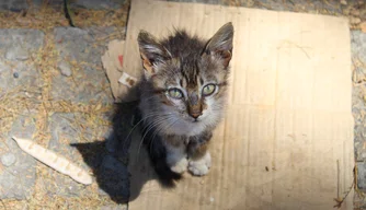 Gatinhos; abandono; maus tratos; animais