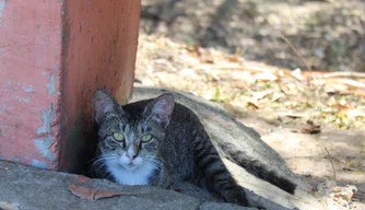 Gatinhos; abandono; maus tratos; animais