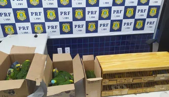 Quase 50 aves silvestres são resgatadas em transporte ilegal em Floriano