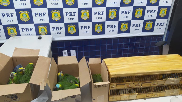 Quase 50 aves silvestres são resgatadas em transporte ilegal em Floriano
