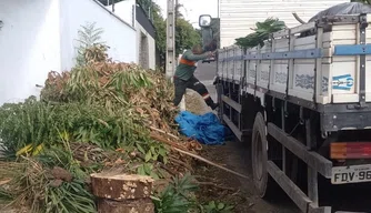 Poda de árvores e recolhimento de resíduos em Teresina.