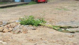 Moradores plantam bananeira no meio da rua