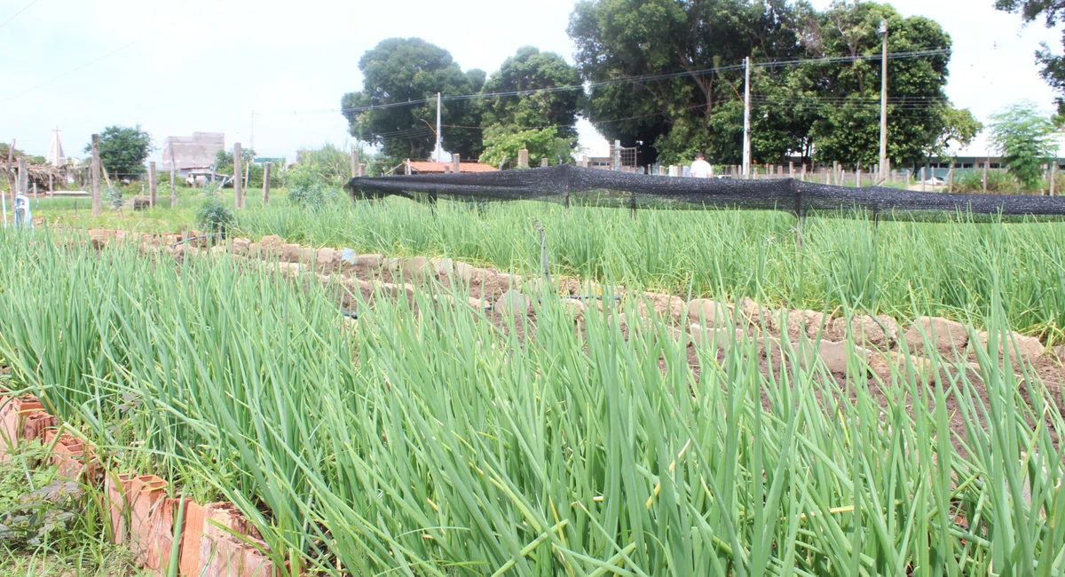 Horta do Dirceu