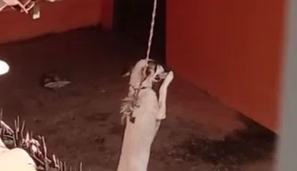 Cachorro é presa no pescoço por corda em Teresina