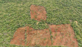 Plantação de maconha localizada na zona rural de Dom Inocêncio.