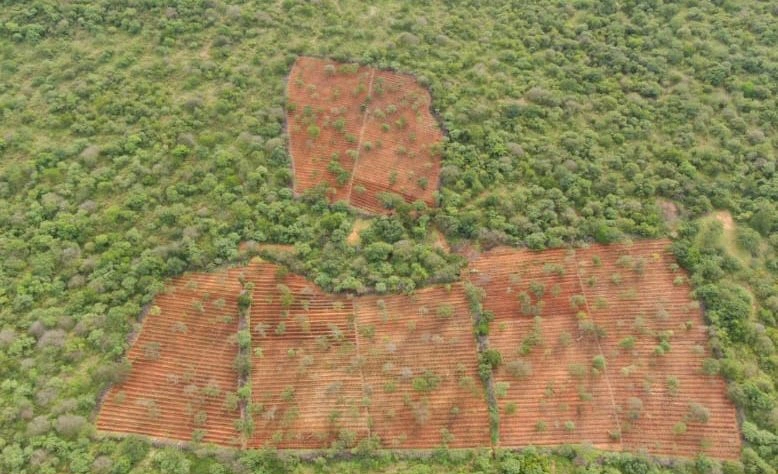 Plantação de maconha localizada na zona rural de Dom Inocêncio.