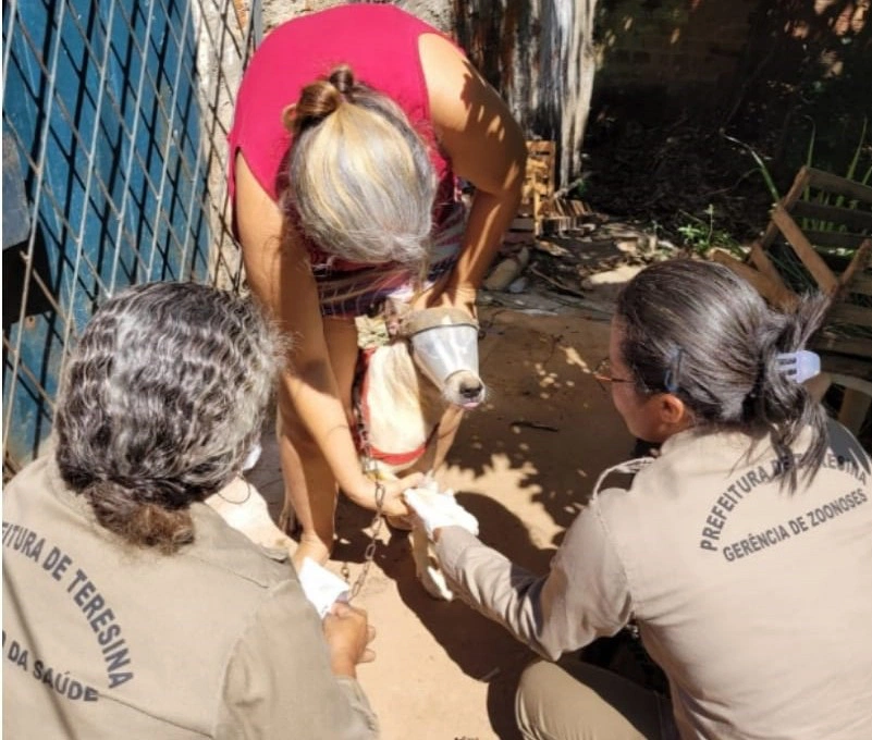 FMS inicia encoleiramento de cães nessa quarta-feira em Teresina.