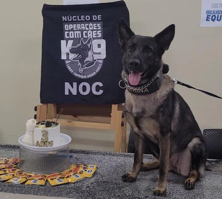 Cadela Catrina da Polícia Civil do Piauí ganha festa de aniversário.