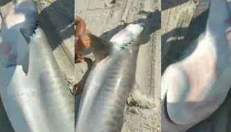 Pescadores capturam tubarão de três metros no litoral do Ceará