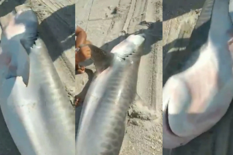 Pescadores capturam tubarão de três metros no litoral do Ceará