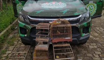 Apreensão de aves silvestres em Teresina.