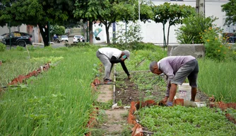 Horticultores da Horta do Dirceu