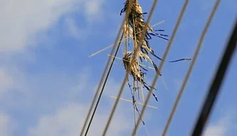 Pipas podem causar acidentes e faltas de energia na rede elétrica