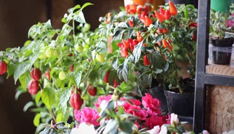 Plantas no Shopping Natureza