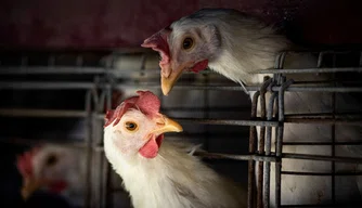 Brasil está em estado de emergência por gripe aviária