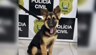 Filhote de cachorro furtado em Oeiras