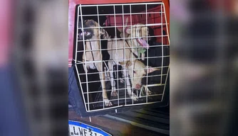 Cachorros resgatados durante ação do BPA
