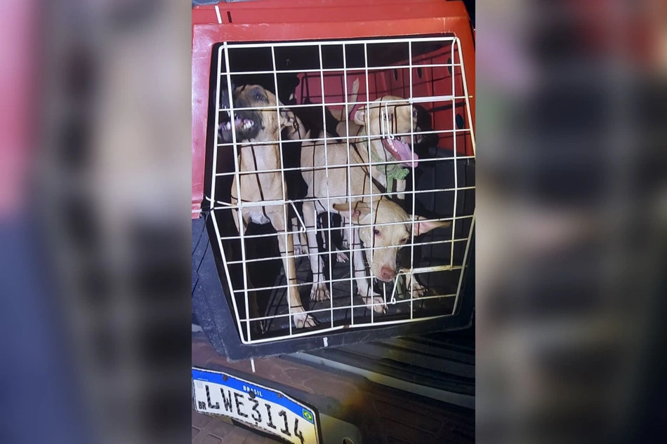 Cachorros resgatados durante ação do BPA