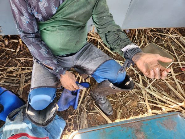 MPT resgata sete piauienses vítimas de trabalho análogo à escravidão em Goiás.