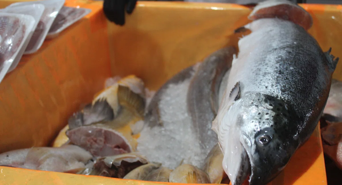 Mercado do peixe tem expectativa de aumento nas vendas na semana santa