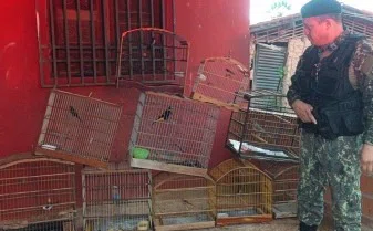 Polícia Ambiental apreende 10 aves silvestres em Miguel Alves