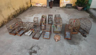 Batalhão Ambiental resgata mais de 60 aves em cativeiro no Piauí