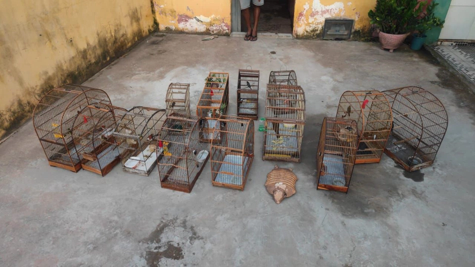 Batalhão Ambiental resgata mais de 60 aves em cativeiro no Piauí