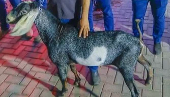 Programa de Sanidade de Caprinos e Ovinos é instituído no Piauí