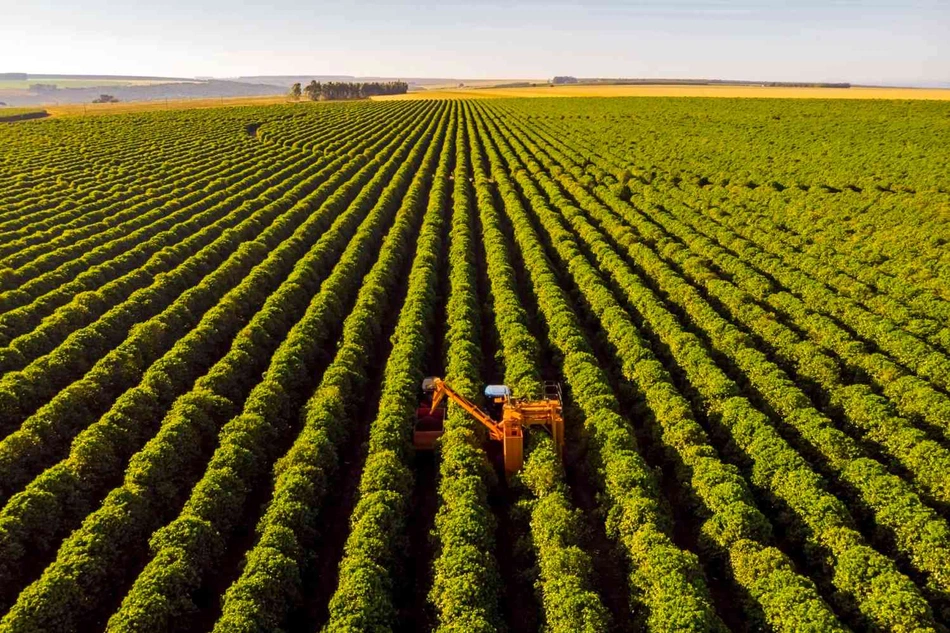 Crescimento no setor agropecuário