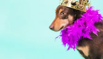 Bailinho de carnaval para pets