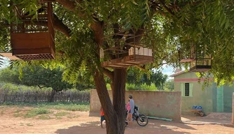 Polícia Ambiental desarticula cativeiro de aves silvestres no Piauí