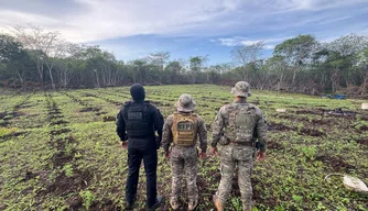 Polícia desarticula roça de maconha de 3 hectares