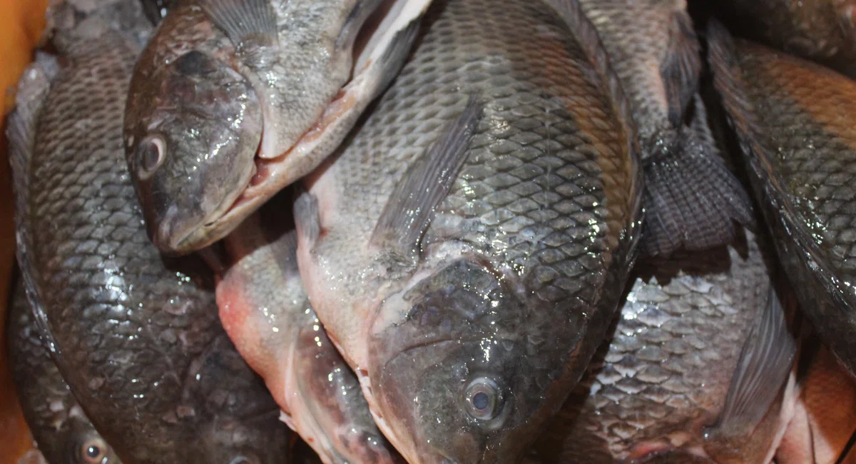 Mercado do Peixe