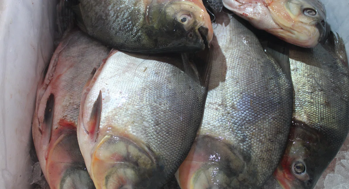 Mercado do Peixe