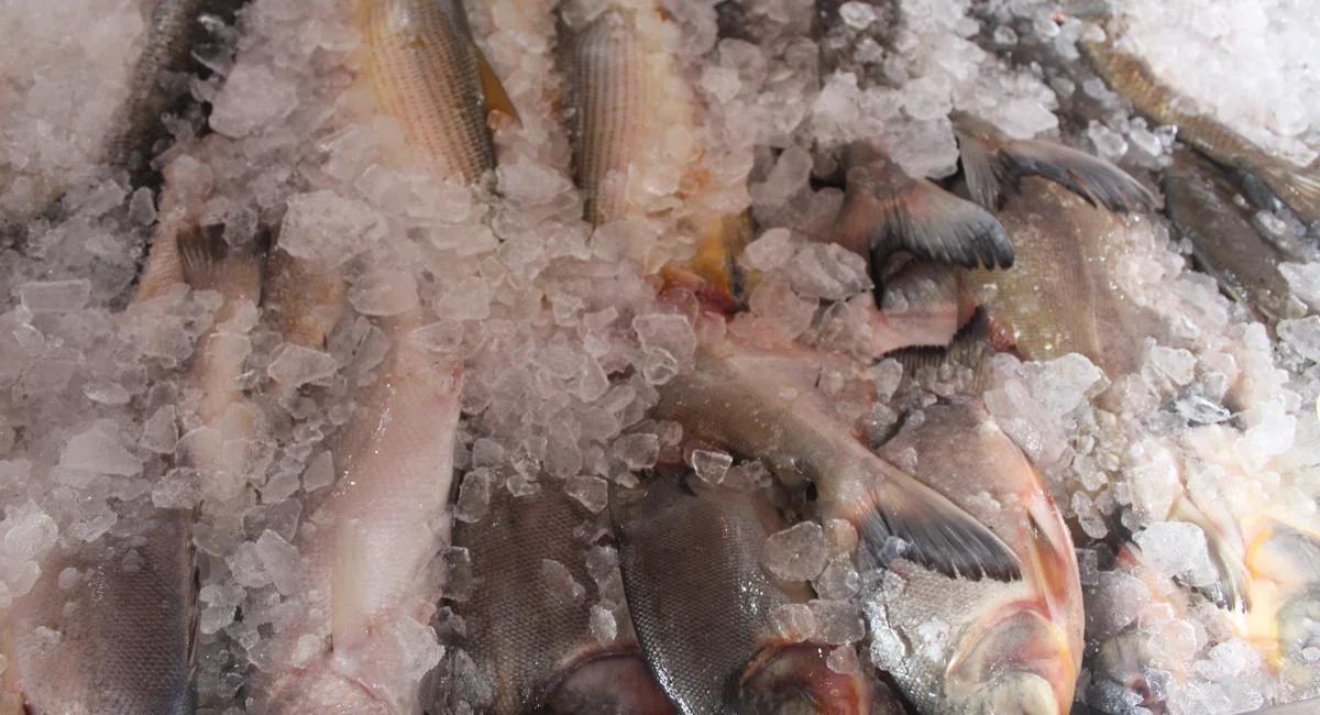 Mercado do Peixe