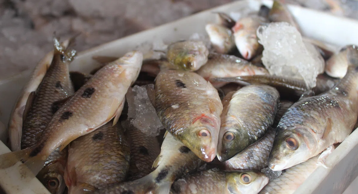 Mercado do Peixe