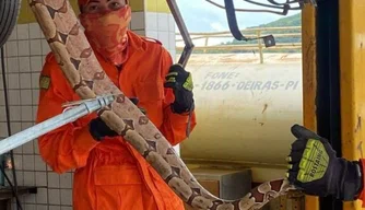 Corpo de Bombeiros captura e resgata jiboia dentro de veículo em Oeiras