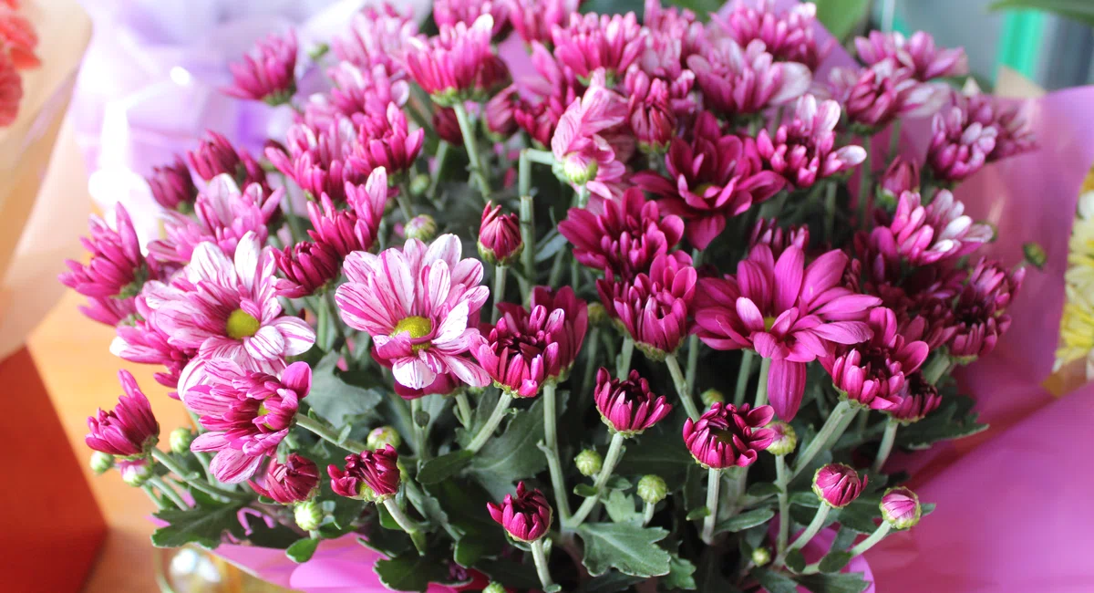 Flores comercializadas no Shopping Natureza em Teresina