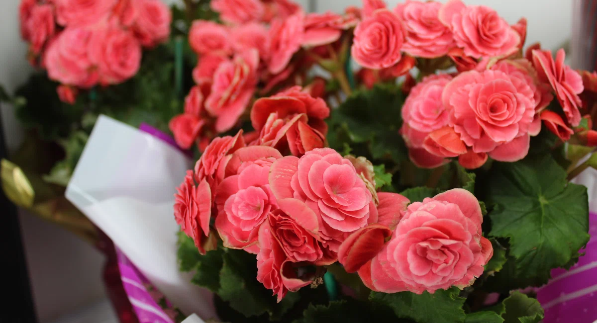 Rosas