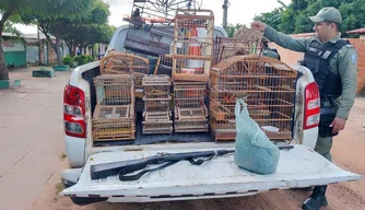 PM apreende arma de fogo e aves silvestres em cativeiro em São João do Arraial