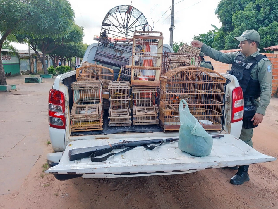 PM apreende arma de fogo e aves silvestres em cativeiro em São João do Arraial