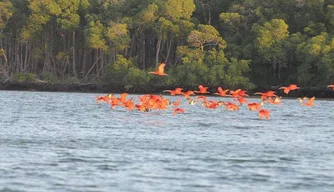 Revoada dos guarás, no Delta do Parnaíba