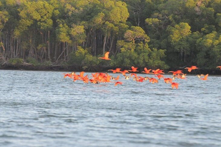 Revoada dos guarás, no Delta do Parnaíba