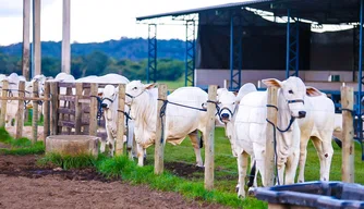 Rebanho Bovino