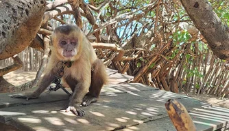 Macaco-prego resgatado pela Polícia Ambiental/PM - PI.