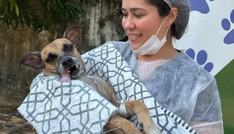 Animais são castrados por meio do projeto Castramóvel